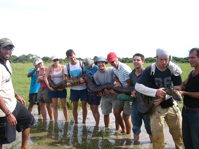 Our guide catched a quite large female Anaconda in Los Llanos